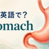 胃は英語でstomach｜食道と十二指腸につながる胃のイラスト