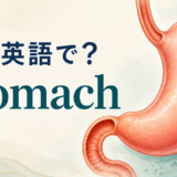 胃は英語でstomach｜食道と十二指腸につながる胃のイラスト
