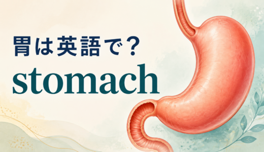 「胃」は英語で？stomachの発音・意味、belly・abdomen・gastricとの違い