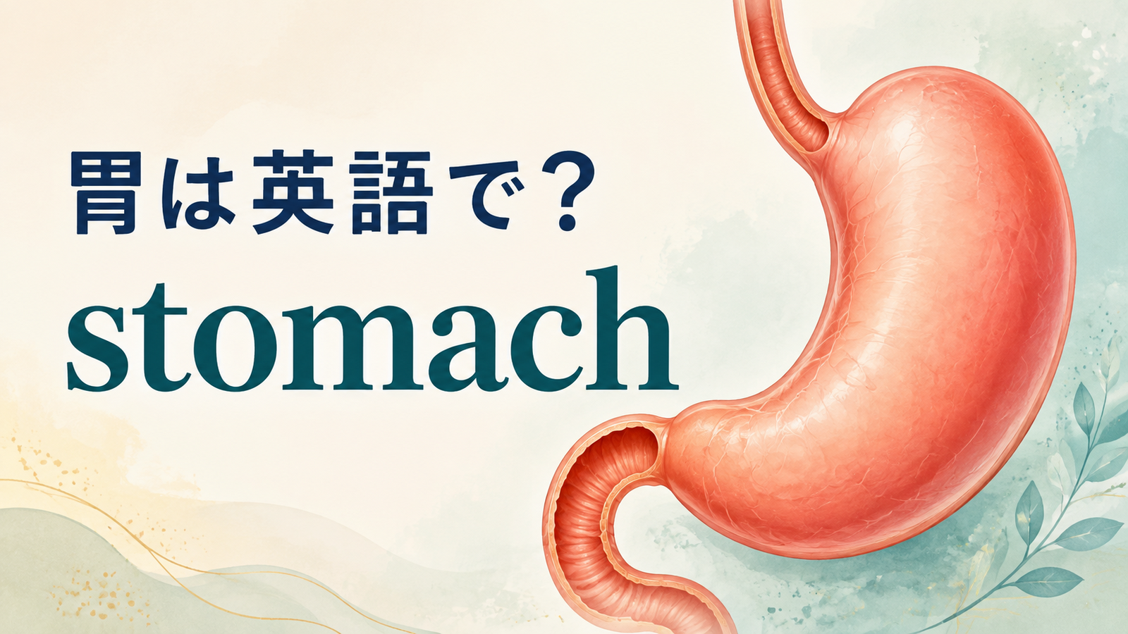 「胃」は英語で？stomachの発音・意味、belly・abdomen・gastricとの違い