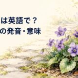 石畳のそばに咲く紫色のすみれと「すみれは英語で？violetの発音・意味」の文字