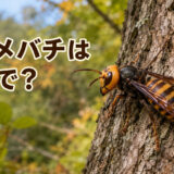 木の幹に止まるスズメバチと「スズメバチは英語で？」の文字