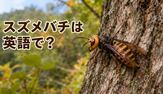 スズメバチは英語で？hornetの発音・waspとの違いとオオスズメバチの呼び方