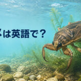タガメは英語でgiant water bug|水中にいるタガメ