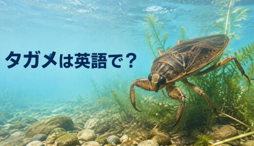 タガメは英語で？giant water bugの発音・名前の意味とゲンゴロウとの違い