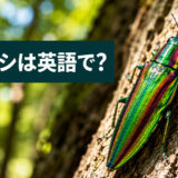 木の幹にとまる玉虫色のタマムシと「タマムシは英語で?」の文字