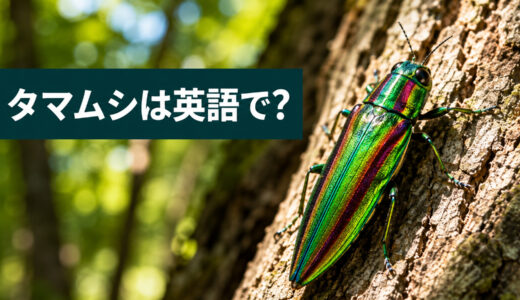 タマムシは英語で？jewel beetleの発音・名前の由来・「玉虫色」の表現
