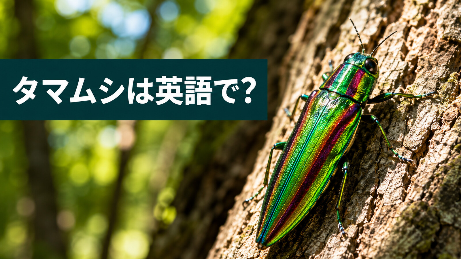 タマムシは英語で？jewel beetleの発音・名前の由来・「玉虫色」の表現