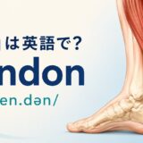 「腱」は英語で?tendonの発音とアキレス腱