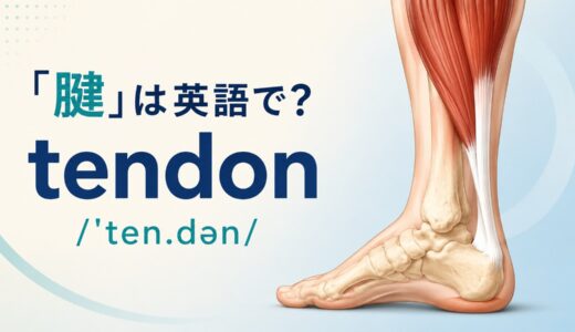 「腱」は英語で？tendonの発音・語源、ligamentとの違い
