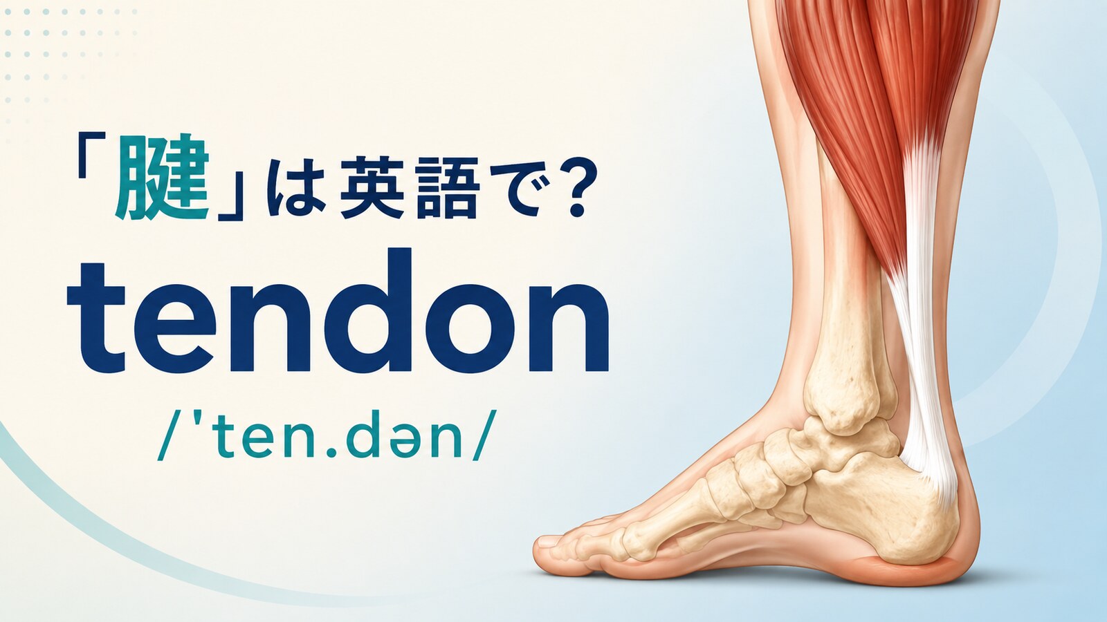 「腱」は英語で？tendonの発音とアキレス腱