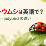 テントウムシは英語でladybug・ladybirdと示したアイキャッチ