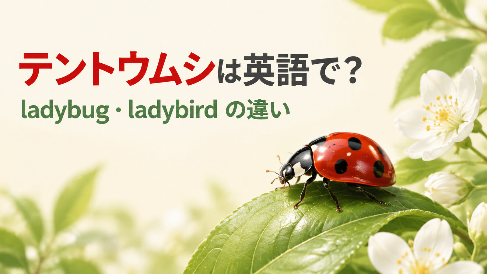 テントウムシは英語で？ladybug・ladybirdの米英差と名前の由来