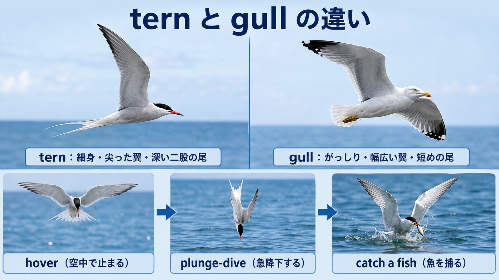 アジサシとカモメの体形、アジサシが魚を捕る動きを示す英語図解