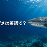 イタチザメは英語でtiger sharkと表すことを紹介するアイキャッチ画像