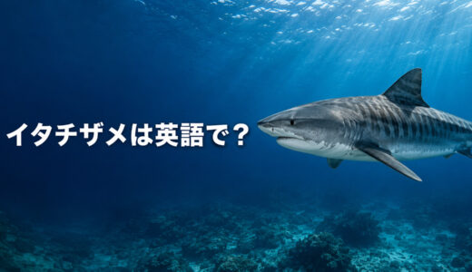 イタチザメは英語で？tiger sharkの発音・複数形とトラザメとの違い