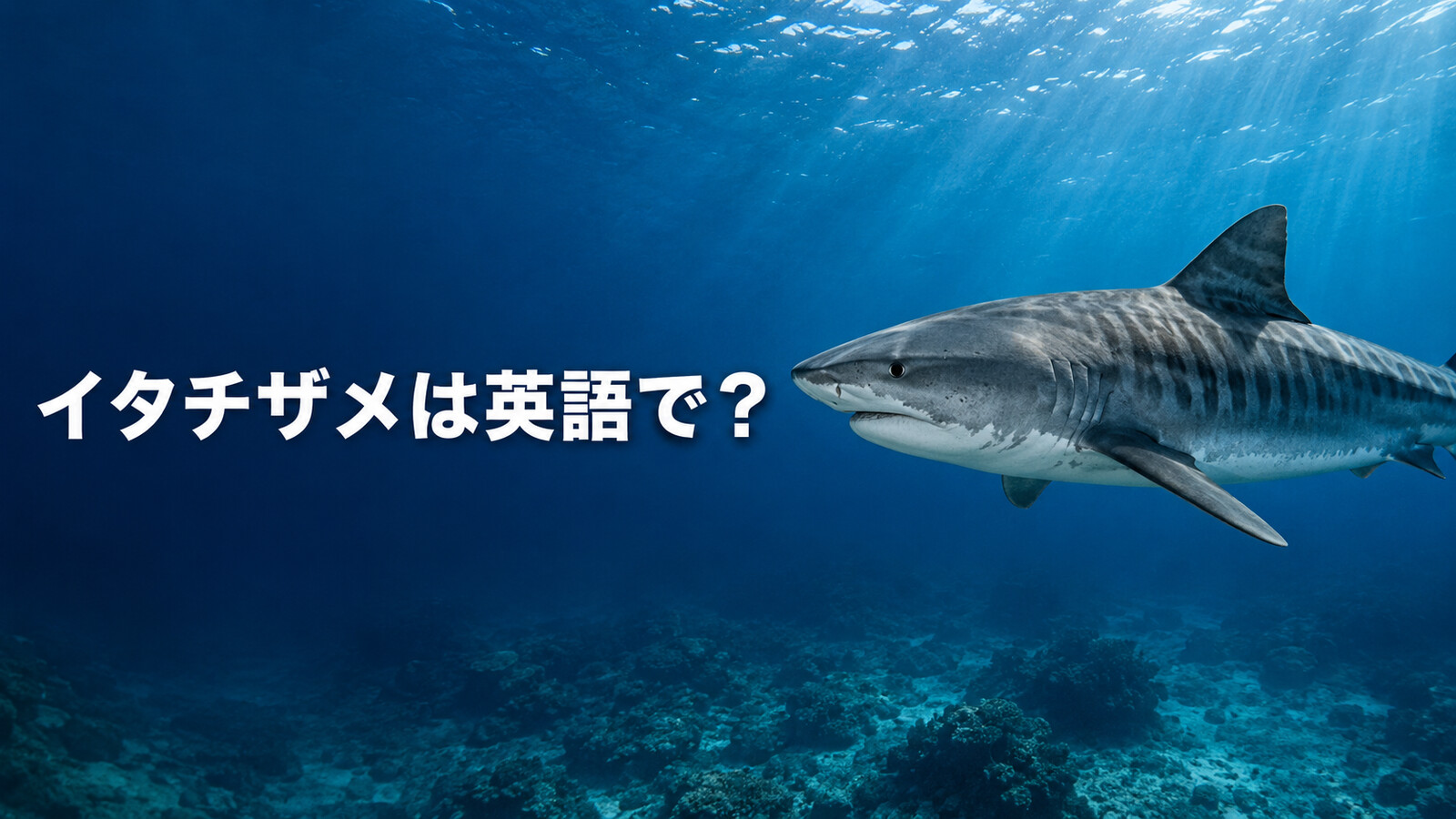 イタチザメは英語で？tiger sharkの発音・複数形とトラザメとの違い