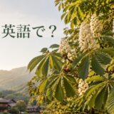 栃は英語で？山里に育つJapanese horse chestnutの葉・花・栃の実