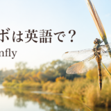 トンボは英語でdragonflyと紹介する水辺のアイキャッチ