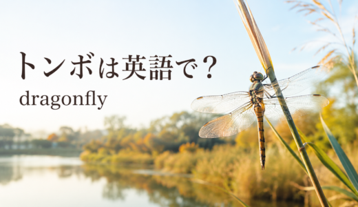 トンボは英語で？dragonflyの発音・複数形とイトトンボ、ヤゴの英語
