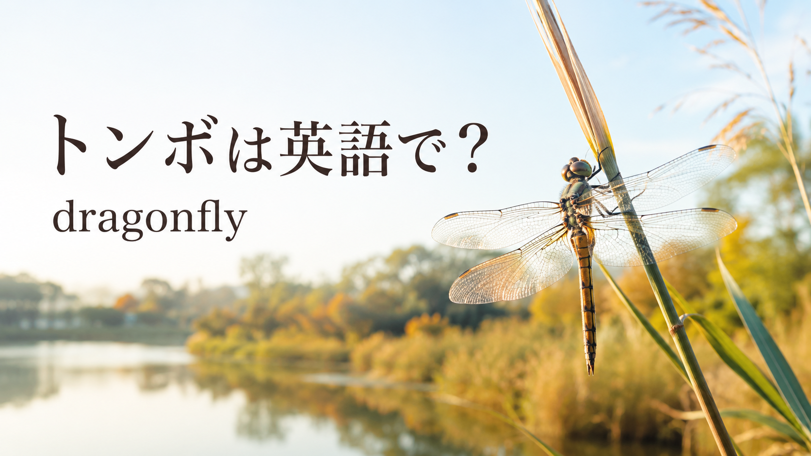 トンボは英語で？dragonflyの発音・複数形とイトトンボ、ヤゴの英語