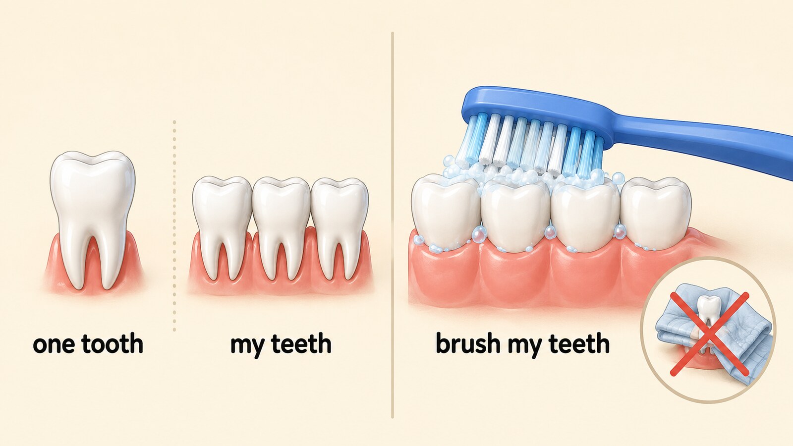 1本の歯one tooth、複数の歯my teeth、brush my teethの関係