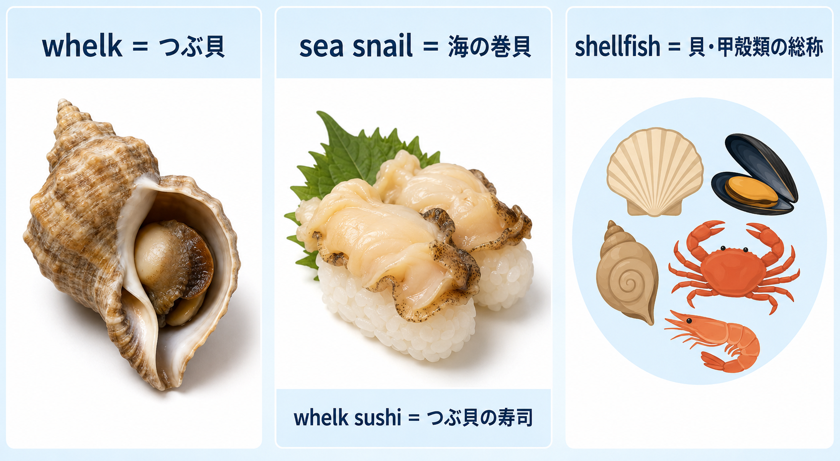 whelk、sea snail、shellfish、whelk sushiの違いを示す英語図解