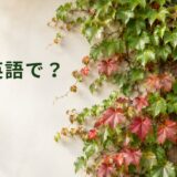 蔦は英語で？Japanese ivyが壁を覆う秋の風景