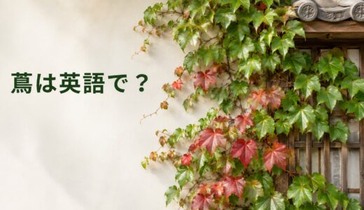 蔦は英語で？ivy・vine・creeperの違いとJapanese ivyの発音・日本文化の説明