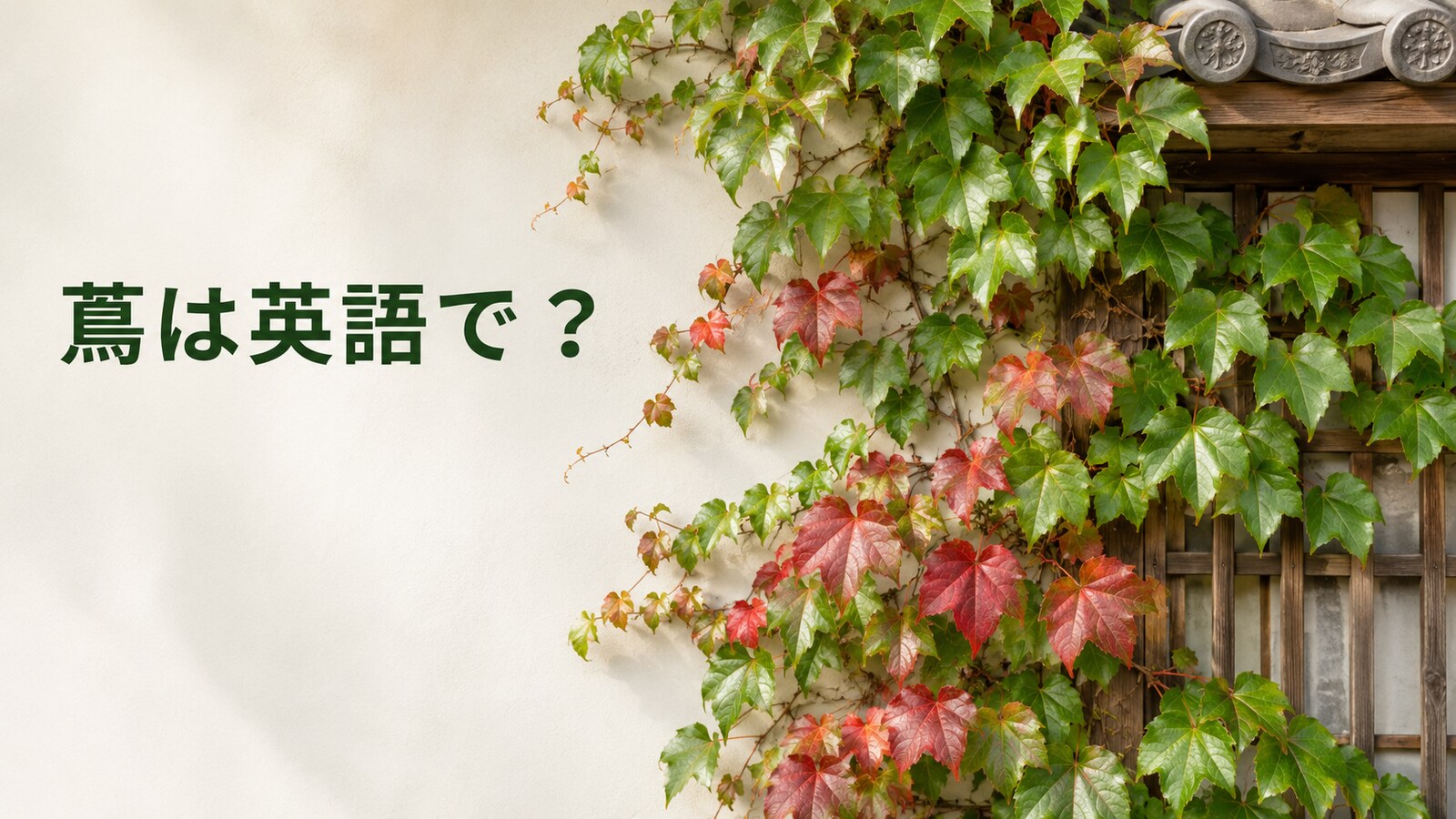 蔦は英語で?Japanese ivyが壁を覆う秋の風景