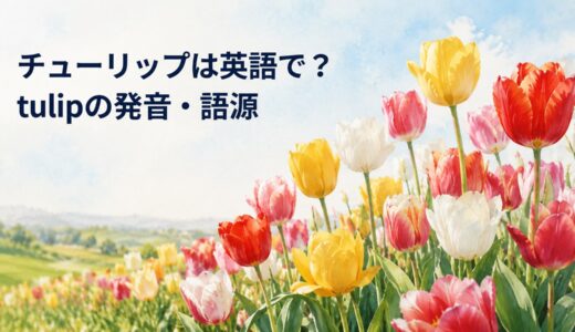 チューリップは英語で？tulipの発音・語源、Tulipaとの違いと使える例文