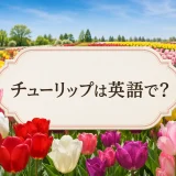 チューリップは英語でと紹介する色とりどりのチューリップ畑
