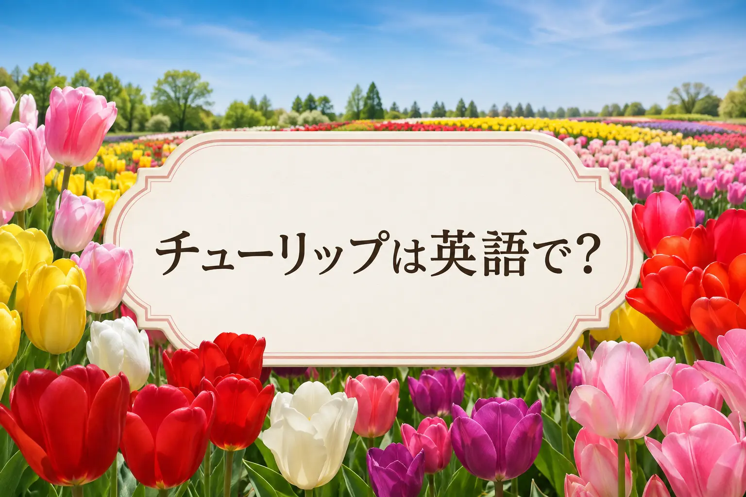 チューリップは英語でと紹介する色とりどりのチューリップ畑