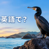 海辺の岩に立つウと「ウは英語で?」の文字
