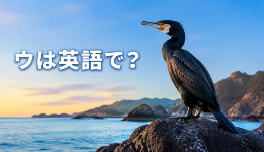 ウは英語で？cormorantの発音・複数形、shagとの違いと鵜飼の英語