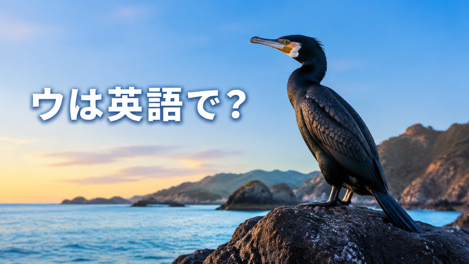 ウは英語で？cormorantの発音・複数形、shagとの違いと鵜飼の英語