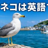 港の岩場に立つウミネコと「ウミネコは英語で？」の文字