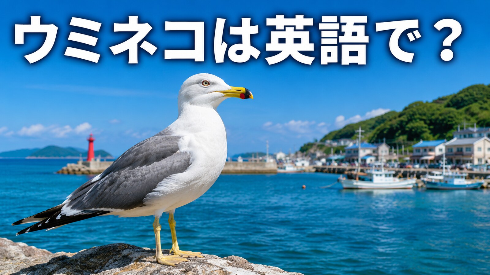 港の岩場に立つウミネコと「ウミネコは英語で?」の文字