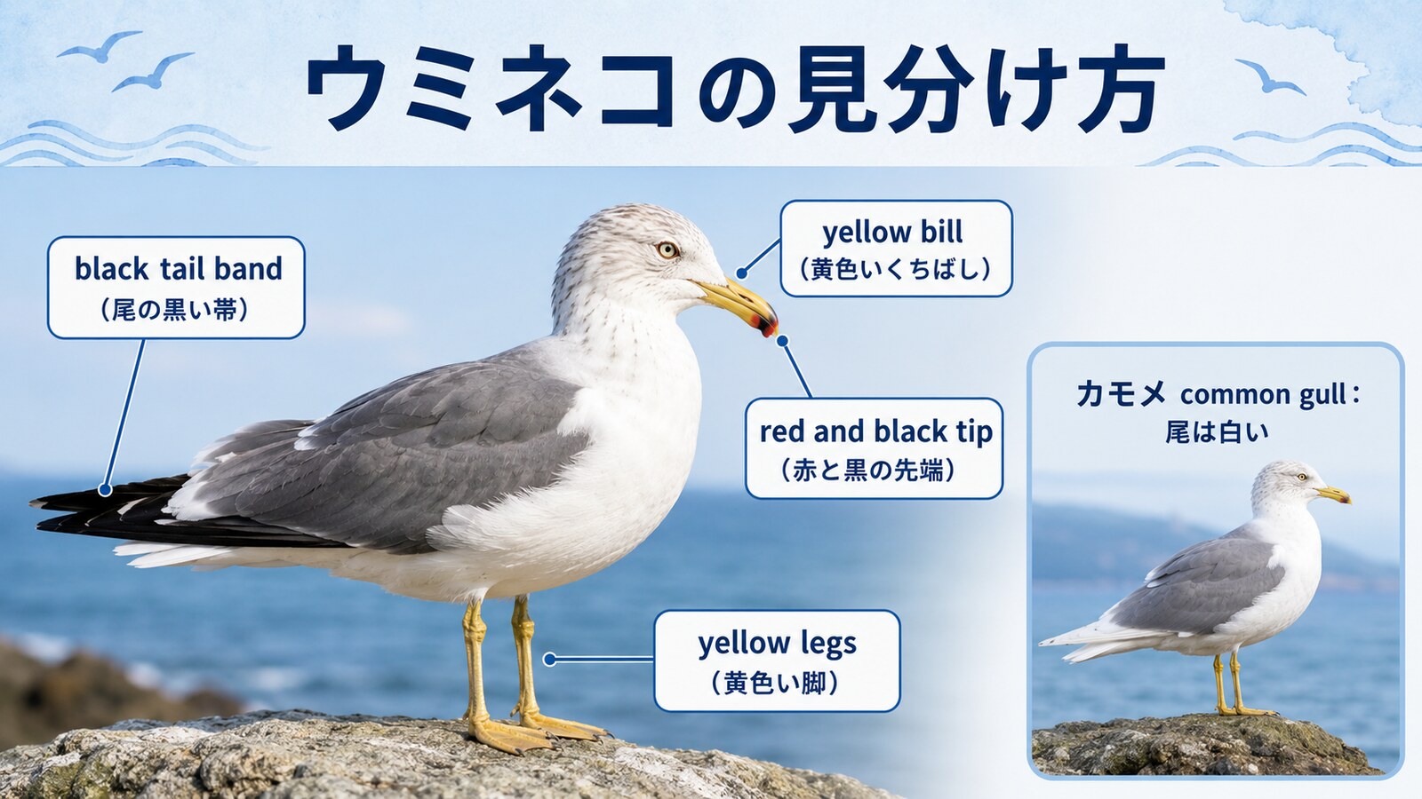 ウミネコの尾の黒帯、黄色いくちばしと脚を示す英語図解