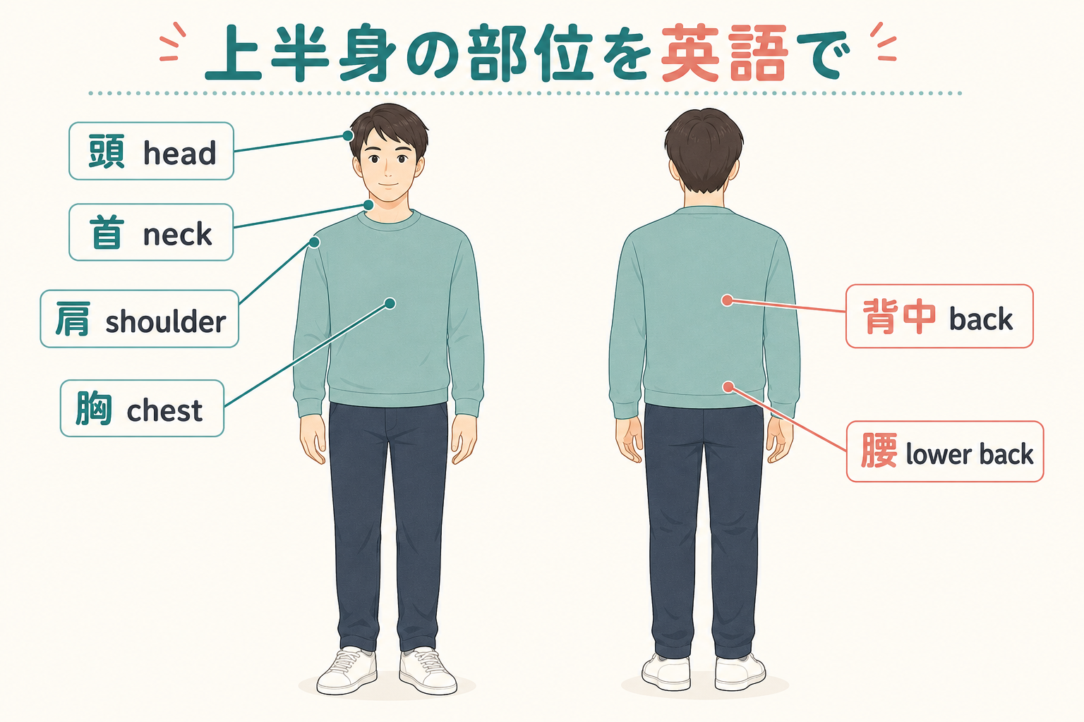 上半身の部位を英語で：頭 head、首 neck、肩 shoulder、胸 chest、背中 back、腰 lower back