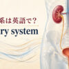 泌尿器系は英語で？urinary systemと腎臓・尿管・膀胱・尿道を示したアイキャッチ