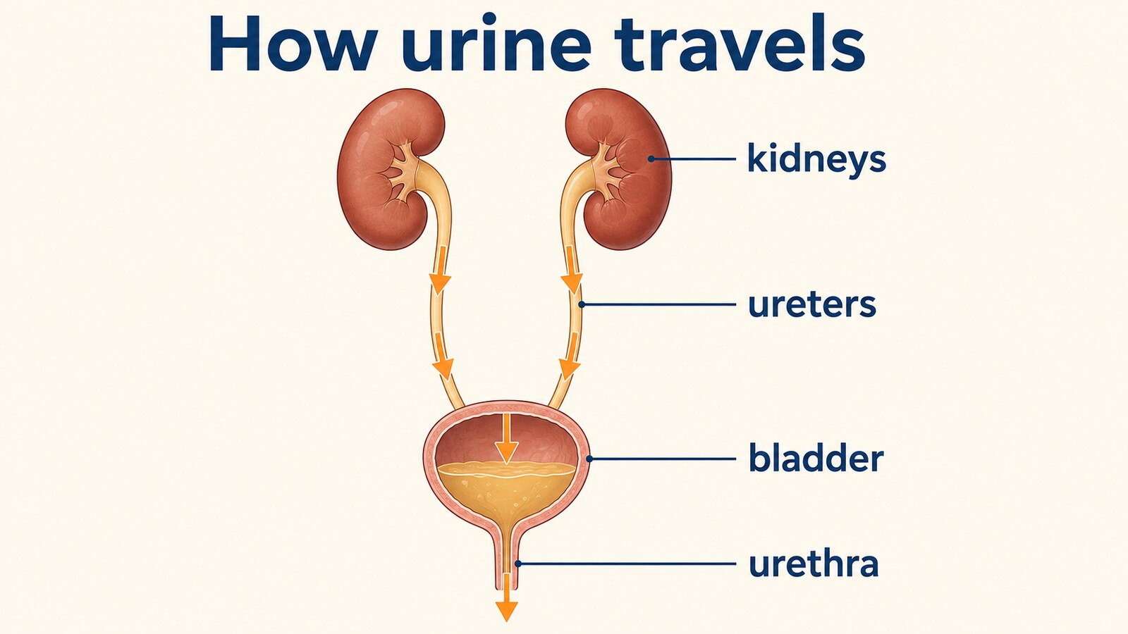 kidneys、ureters、bladder、urethraを示す尿の流れの英語図解