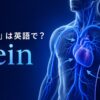 「静脈」は英語でvein｜心臓へ戻る静脈と静脈弁を示したアイキャッチ