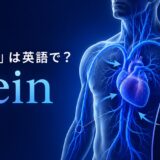 「静脈」は英語でvein｜心臓へ戻る静脈と静脈弁を示したアイキャッチ