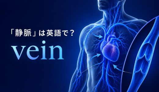 「静脈」は英語で？veinの発音・語源、arteryとの違いとvenousの意味