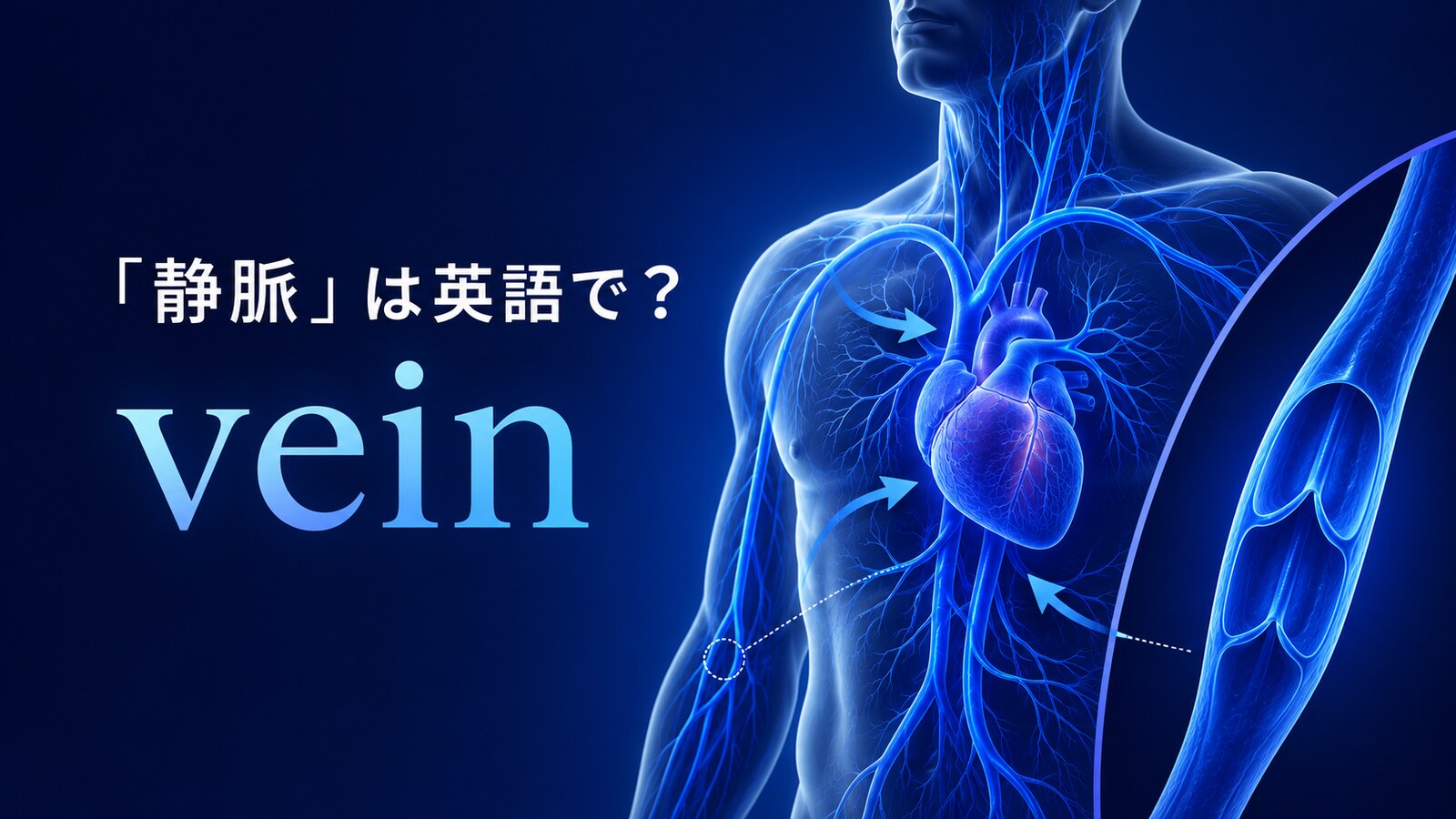 「静脈」は英語でvein｜心臓へ戻る静脈と静脈弁を示したアイキャッチ