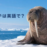 北極の氷上にいるセイウチと「セイウチは英語で？」の文字