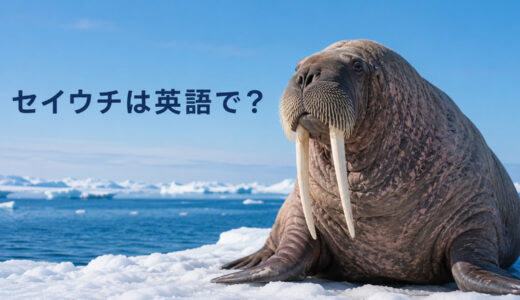 セイウチは英語で？walrusの発音・複数形とtusk（牙）の言い方