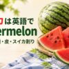 スイカは英語でwatermelonと学ぶ、丸ごとのスイカと赤い切り身、種と皮の解説画像