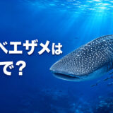 ジンベエザメは英語でwhale sharkと表すことを紹介するアイキャッチ画像